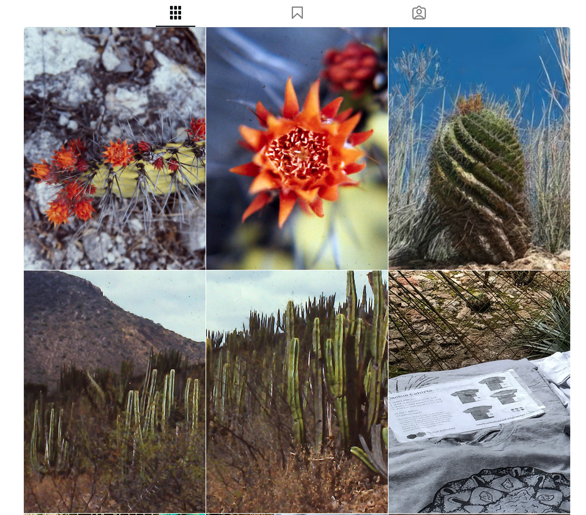 Cactus Infrared Logo